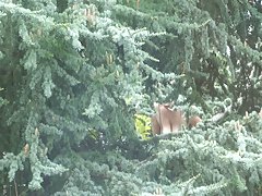 KEY -  On Vacation - Natural Big Boobed Bird in her Nest